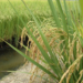 Zona da Mata mineira possui alto potencial para cultivo de arroz de sequeiro