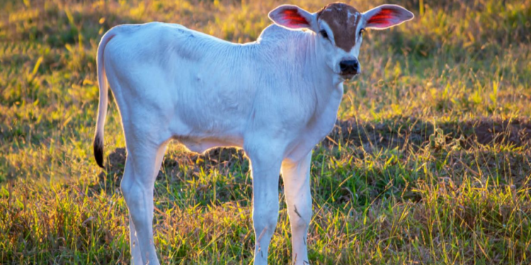 Diarreia em bezerros: saiba como tratar uma das principais causas de morte nos primeiros 30 dias de vida do animal