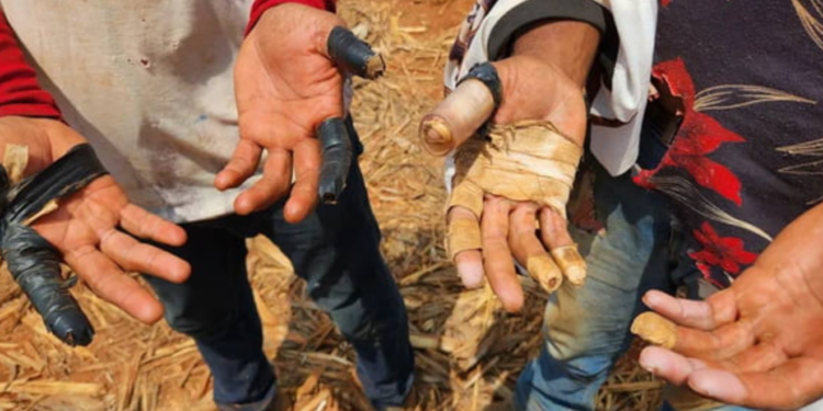 Minas Gerais no topo da lista suja do trabalho escravo no Brasil com 21% dos empregadores; maioria deles são fazendeiros