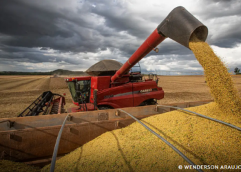 Safra de grãos 2024/25 deve bater recorde com 330,3 milhões de toneladas, estima Conab