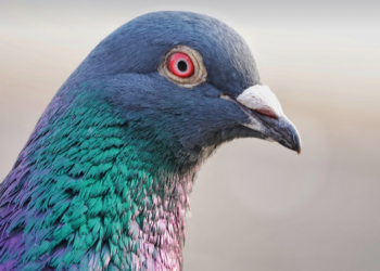 Restaurante chinês é fechado em Madrid por servir pombos no lugar de pato assado