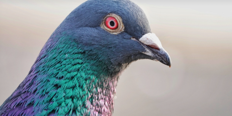 Restaurante chinês é fechado em Madrid por servir pombos no lugar de pato assado