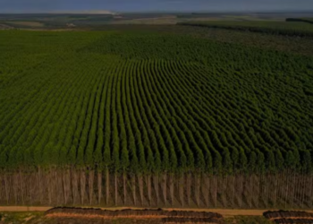 Minas Gerais tem 15 milhões de hectares com potencial para projetos florestais