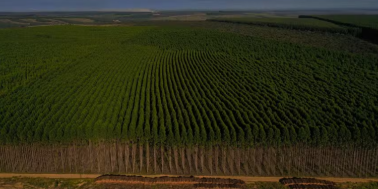 Minas Gerais tem 15 milhões de hectares com potencial para projetos florestais