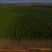 Minas Gerais tem 15 milhões de hectares com potencial para projetos florestais