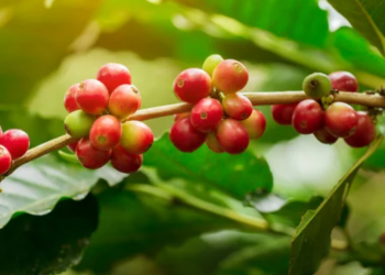 Capacitação gratuita em cafeicultura é oferecida pela Embrapa e parceiros
