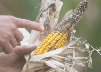 Clima em aquecimento intensifica pragas e patologias nas lavouras brasileiras