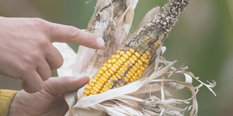 Clima em aquecimento intensifica pragas e patologias nas lavouras brasileiras