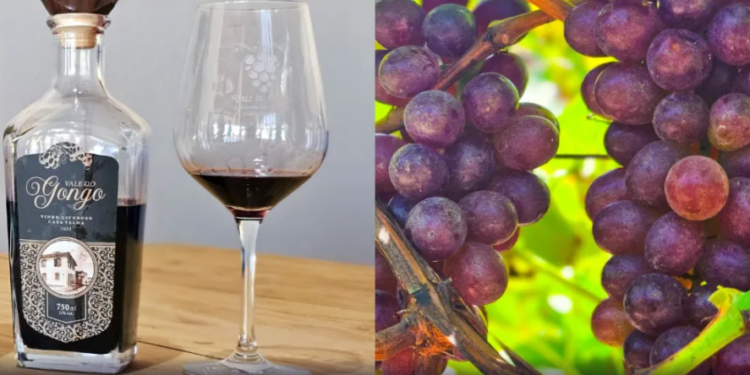 Grão Mogol se destaca na produção de vinhos e uvas e conquista prêmio nacional