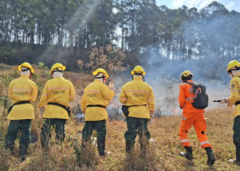 Bombeiros de MG abrem 280 vagas para brigadistas florestais; salário é de R$ 2.000