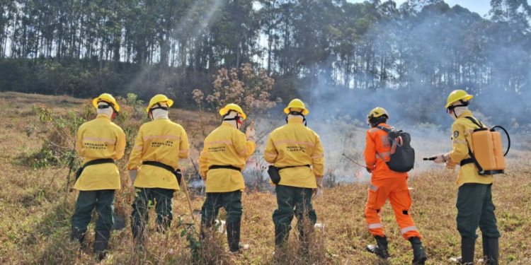 Bombeiros de MG abrem 280 vagas para brigadistas florestais; salário é de R$ 2.000