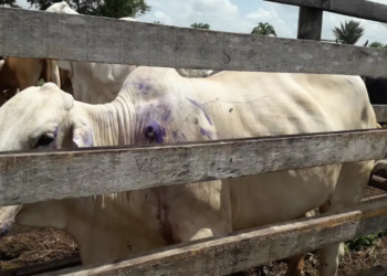 Honduras enfrenta surto de miíase (bicheira de gado) com 41 casos em humanos