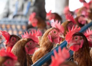 Gripe aviária em cidade do Rio Grande do Sul faz China e União Europeia suspenderem importações do Brasil