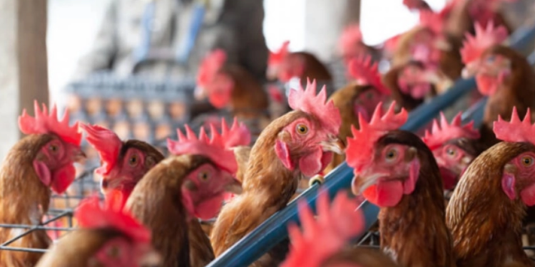 Gripe aviária em cidade do Rio Grande do Sul faz China e União Europeia suspenderem importações do Brasil