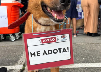 Feira de adoção no Shopping Del Rey promove novos lares para cães e gatos neste sábado