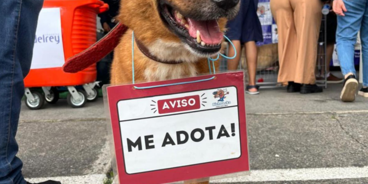 Feira de adoção no Shopping Del Rey promove novos lares para cães e gatos neste sábado
