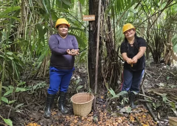 Mulheres extrativistas enfrentam preconceito e geram renda na Amazônia