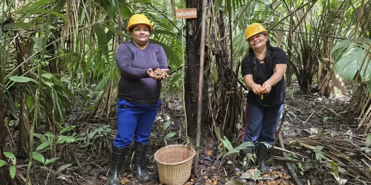 Mulheres extrativistas enfrentam preconceito e geram renda na Amazônia