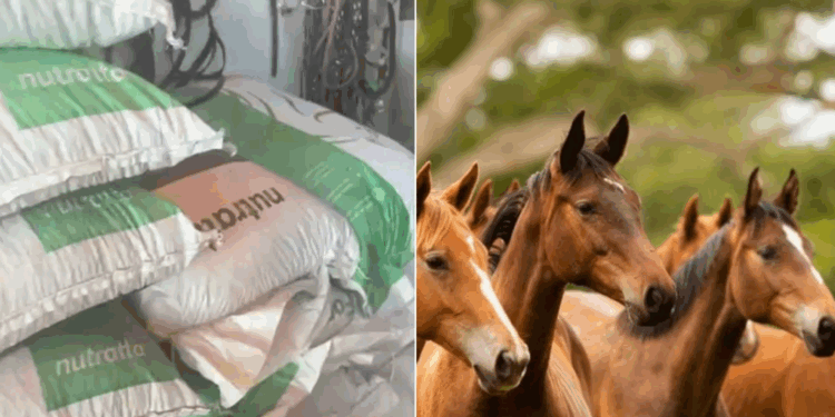 Ração que já matou 122 cavalos no Brasil é suspensa pelo Ministério da Agricultura e Pecuária
