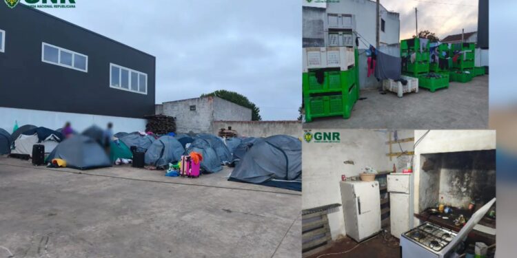 Denúncia leva GNR a identificar imigrantes explorados como mão de obra barata na colheita da pera em Portugal