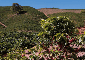 Mantiqueira de Minas recebe compradores internacionais e reforça posição de destaque no café mundial