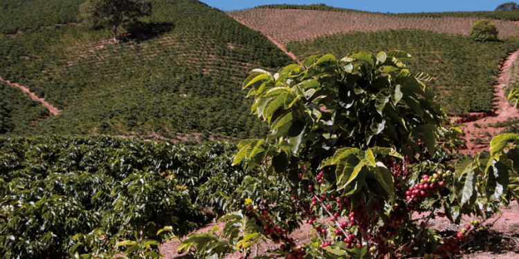 Mantiqueira de Minas recebe compradores internacionais e reforça posição de destaque no café mundial