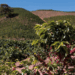 Mantiqueira de Minas recebe compradores internacionais e reforça posição de destaque no café mundial