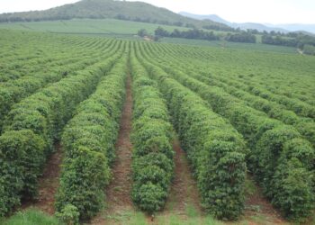 Cafés especiais de Minas Gerais conquistam prêmios e fortalecem o agro mineiro