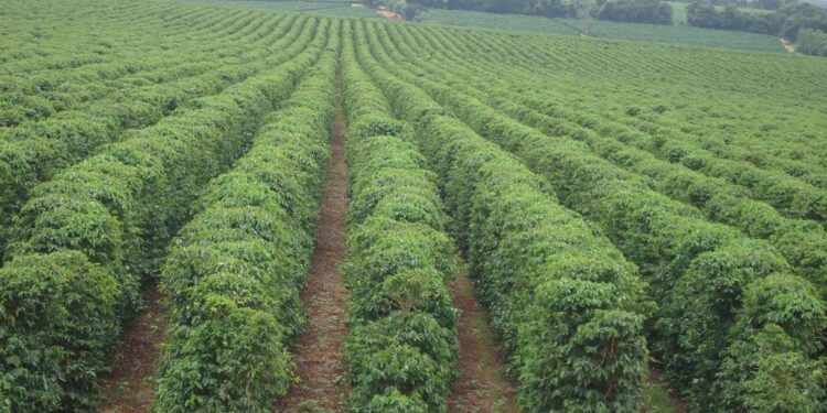 Cafés especiais de Minas Gerais conquistam prêmios e fortalecem o agro mineiro