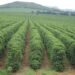 Cafés especiais de Minas Gerais conquistam prêmios e fortalecem o agro mineiro