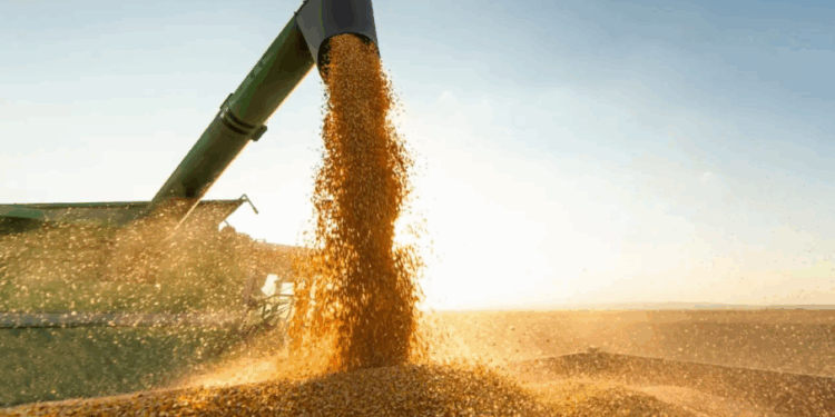 Agropecuária ajudou oito estados a crescerem mais que o Brasil em 2023