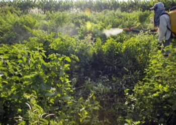 Uso de agrotóxicos nas lavouras brasileiras aprofunda desigualdade e afeta os mais vulneráveis