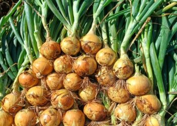 Nova genética de cebola aumenta rentabilidade no Brasil