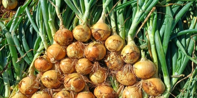 Nova genética de cebola aumenta rentabilidade no Brasil