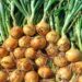 Nova genética de cebola aumenta rentabilidade no Brasil