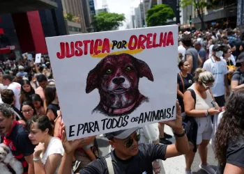 Caso Orelha: polícia pede internação de adolescente envolvido no crime