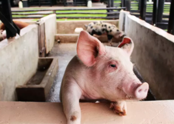 AGRO: Embrapa lança plataforma para monitorar a saúde da suinocultura brasileira