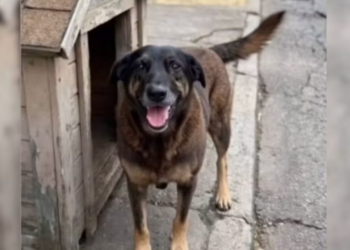 Polícia pede apreensão de passaporte de adolescente suspeito de matar cão em Florianópolis