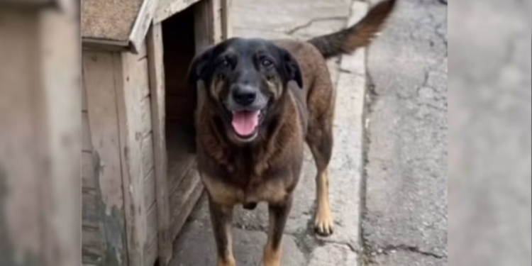 Polícia pede apreensão de passaporte de adolescente suspeito de matar cão em Florianópolis