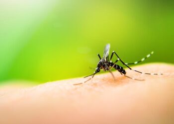 Portugal está entre os países europeus mais vulneráveis ao vírus Chikungunya, alerta estudo