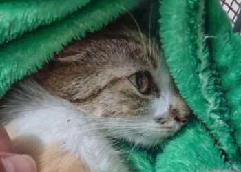 Mulher é presa após jogar animal do 12º andar de prédio em Curitiba