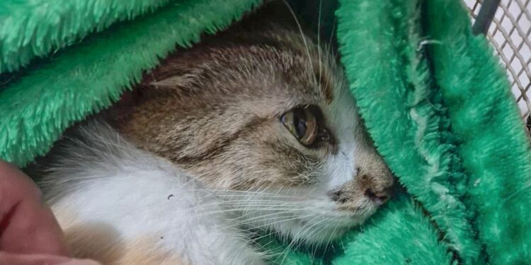 Mulher é presa após jogar animal do 12º andar de prédio em Curitiba