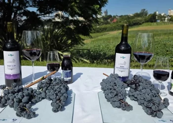 Embrapa lança uvas tintureiras que prometem revolucionar vinhos e sucos