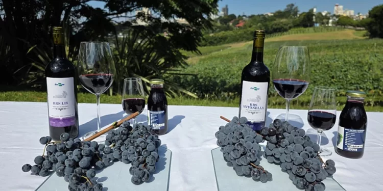 Embrapa lança uvas tintureiras que prometem revolucionar vinhos e sucos