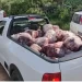 PM apreende 800 kg de carne de abates clandestinos em Campo Belo (MG)