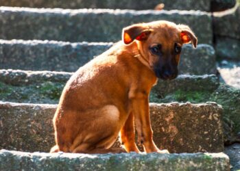 Lula sanciona lei que cria política nacional de acolhimento para animais resgatados em desastres