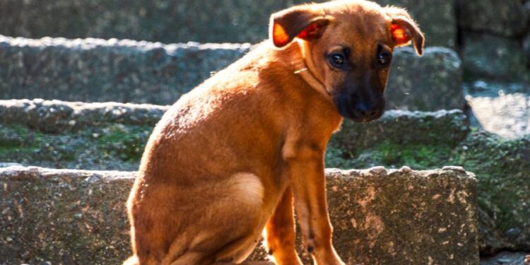 Lula sanciona lei que cria política nacional de acolhimento para animais resgatados em desastres