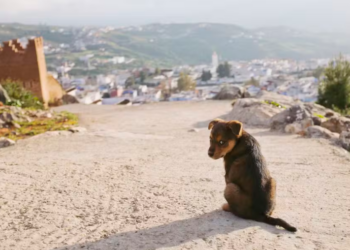 Denúncias de abate em massa de cães colocam candidatura da Copa de 2030 sob fogo cruzado em Marrocos