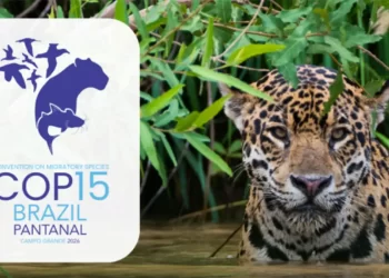 ONU debate queda na conservação de espécies migratórias em conferência no Brasil