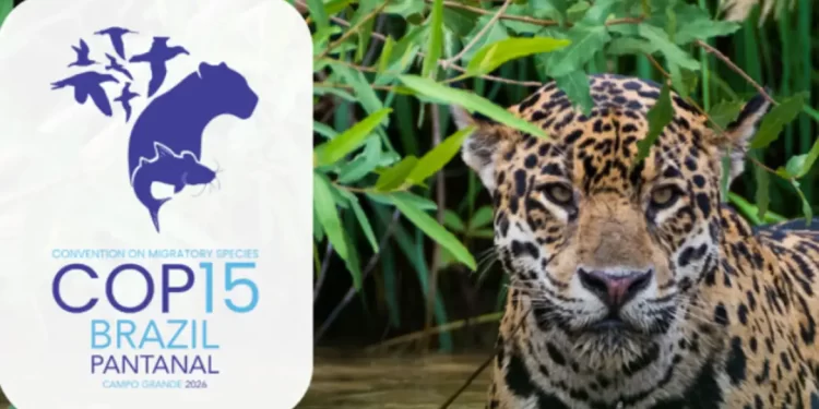 ONU debate queda na conservação de espécies migratórias em conferência no Brasil